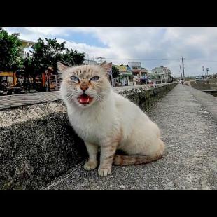 防波堤にデュフィみたいな猫がいたので近づいてナデナデしてみた