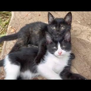 I really enjoy watching the black and tuxedo kittens play.