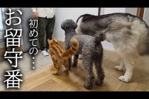 初めて子猫とハスキー犬達のお留守番を隠し撮りしてみたら胸が締め付けられました...