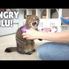 LuLu Got Revenge on the Hair Brushes! | Kittisaurus