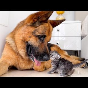 A Match Made in Heaven: Kitten and German Shepherd's Unlikely Friendship