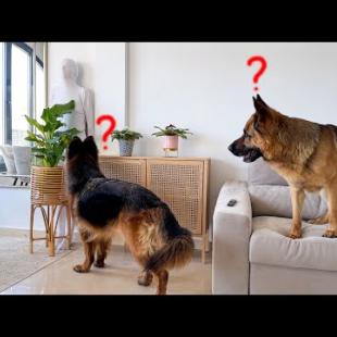 Hiding from My German Shepherds in Plain Sight! [Can Dogs Find Me?]