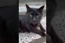 The affectionate attitude of the jet-black street cat #shorts #catshorts #cats #cat #kitten