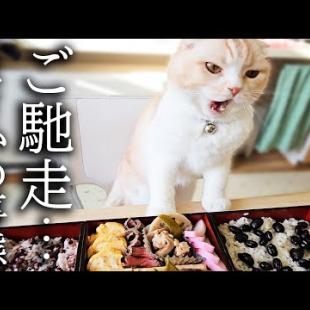 生まれて初めてご馳走を見た猫と犬が大変なことに...