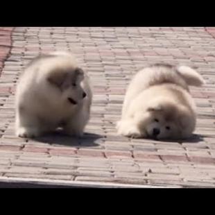 Super Fluffy Stumble Bois