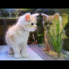 ПРОВОДИМ ХИМИЧЕСКИЕ ТЕСТЫ АКВАРИУМА / Чистка аквариума