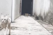 냥이의 골목탈출