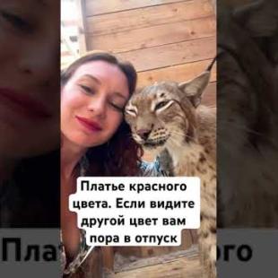 Кто тут в отпуск опаздывает? Ваш вагон еще вас ждет! #cat #животные