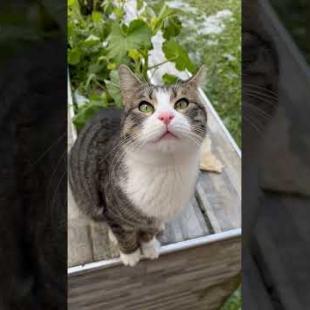 Pretty face figurine street cat poses like a statue #shorts #catshorts #cute #cat #cats #catlover