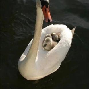 백조가 새끼들 데리고다니는 방법