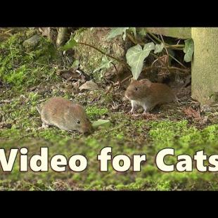 Cat and Mouse TV ~ Videos for Cats to Watch Mice