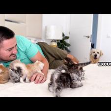 Golden Retriever’s Reaction to Finding Me With Tiny Kittens