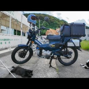 猫「帰さんぞ！」バイク前で謎の圧力をかけてくる猫たちが怖かわいいｗ