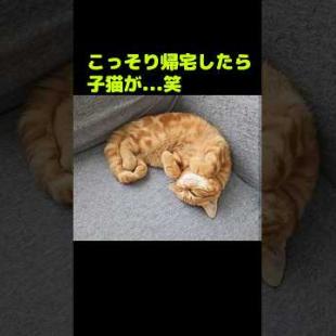 こっそり帰宅したら子猫が...笑#shorts