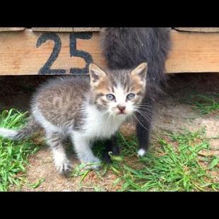 Furry kittens of all different colors, energetic kittens