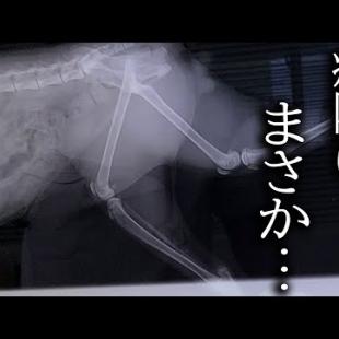 猫が全くごはんを食べないので病院に行った結果...