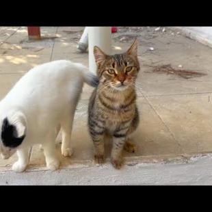 Jealous tomcat spanks tabby kitten