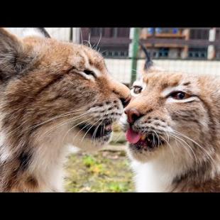 ОПРЕДЕЛЯЕМ БЕРЕМЕННОСТЬ РЫСЕЙ / Выпускаем бобра на улицу