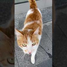 Curious orange cat stands up when you say "kitty kitty" #shorts #catshorts #cat #cats #kitten #cute