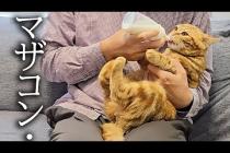 去勢して元気がない子猫にミルクをあげたら大変なことに...