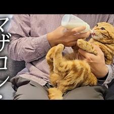 去勢して元気がない子猫にミルクをあげたら大変なことに...