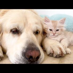 Kitten Refuse to Sleep Without Golden Retriever