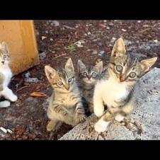 Homeless kittens wait for me every day for attention and food