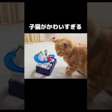 生まれて初めておもちゃを見た子猫がまるで人間の子ども...笑Kitten saw a toy for the first time… and acted like a human baby 😹🧸