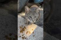Street cat with eyes of different colors, very concentrated on food #catshorts #shorts #cats #cat