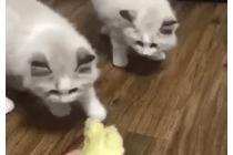 두리안 냄새를 맡은 고양이