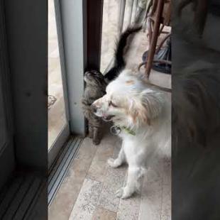 Cute cat and dog who are friendly with each other #catshorts #shorts #cats #cat #dog #kitten #cute