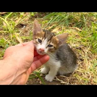 I am forming a warm bond with a very shy kitten and the kitten loves me back