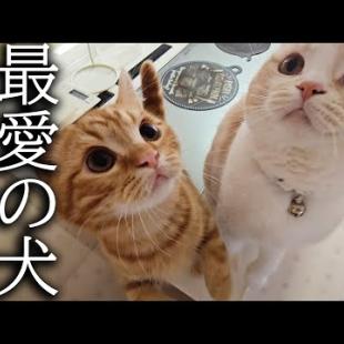 犬を預けたら寂しくて子猫と先住猫が大泣きして家中探し回ってます...