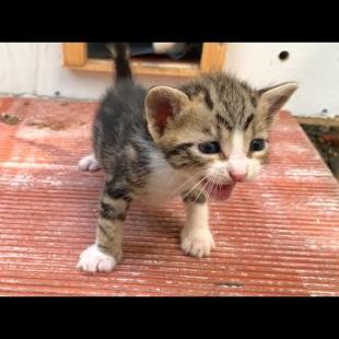 🐾 This Meowing Is Hard to Resist! 😿 Kitten Calling for Its Mother 💔