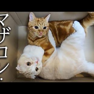 甘えん坊の子猫と母猫がこっそり抱き合っていた結果...