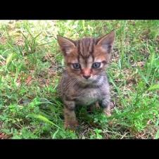 💔🐾 Lonely Kitten Looking for Affection… These Looks Will Melt Your Heart 😢