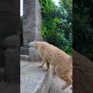 猫島の神社に猫と一緒に参拝してきた