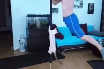 냥이의 따라하기