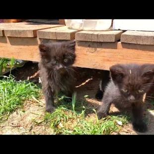 Funny moments when black fluffy kittens play hide and seek