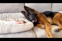 My German Shepherd Refuses to Leave Newborn Baby