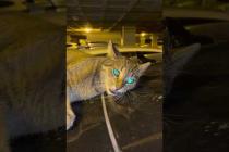 🐱Cat; MEOW I'm hungry💕🐾#short #kitten #cat #catlove #cute #animals