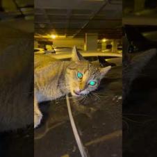 🐱Cat; MEOW I'm hungry💕🐾#short #kitten #cat #catlove #cute #animals