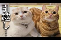 突然ですが新居に引っ越しすることになりました