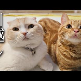 突然ですが新居に引っ越しすることになりました