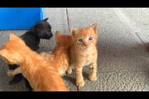 😿💕 “The Struggle of Tiny Paws – 7 Kittens Want to Drink Mother’s Milk”