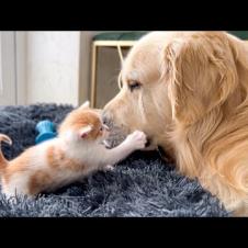 Tiny Kitten Reacts to Golden Retriever