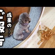 犬が子猫と半年間一緒に回し車を練習した結果こうなった...２