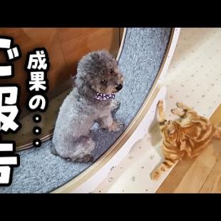犬が子猫と半年間一緒に回し車を練習した結果こうなった...２
