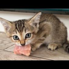 ПРИРУЧАЕМ ДИКИХ БАРХАННЫХ ГИБРИДОВ / Рысиные носики для всех