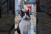 イスタンブールの古本屋さんには大体猫がいます